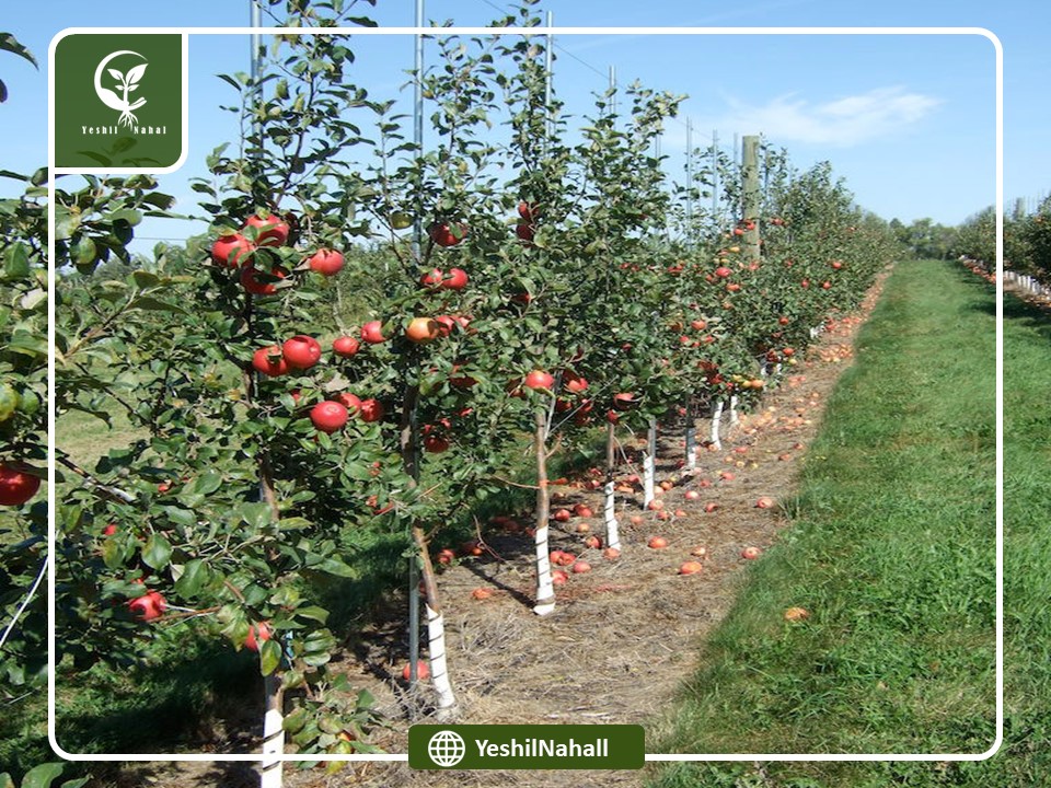 بهترین نهال سیب جهت کاشت در مناطق مختلف ایران 